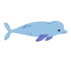 Dolphin Image