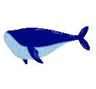 Whale Image